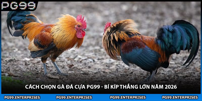 Cách Chọn Gà Đá Cựa PG99 - Bí Kíp Thắng Lớn Năm 2026