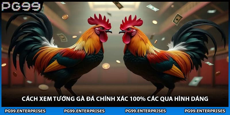 Cách Xem Tướng Gà Đá Chính Xác 100% Các Qua Hình Dáng