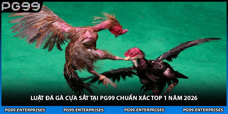 Luật Đá Gà Cựa Sắt Tại PG99 Chuẩn Xác Top 1 Năm 2026