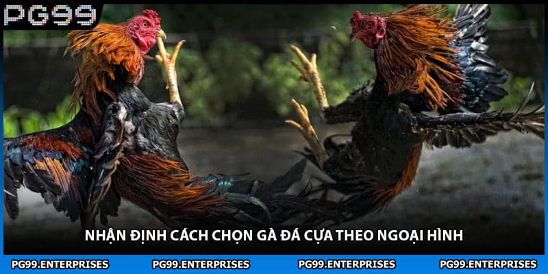 Nhận định cách chọn gà đá cựa theo ngoại hình