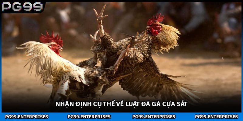 Nhận định cụ thể về luật đá gà cựa sắt