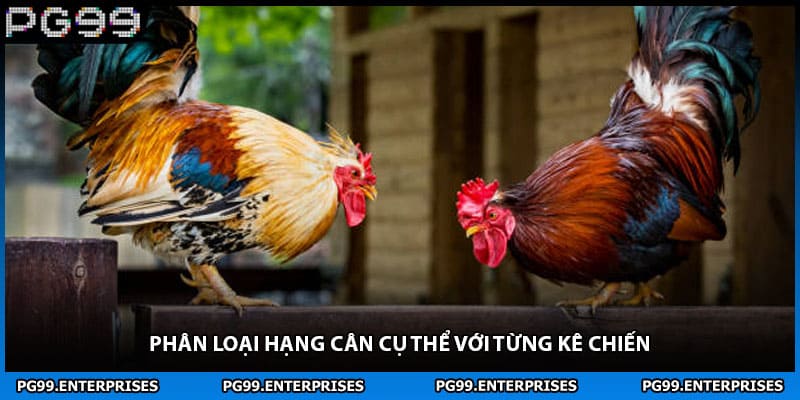 Phân loại hạng cân cụ thể với từng kê chiến