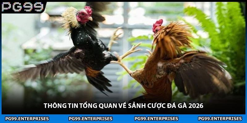 Thông tin tổng quan về sảnh cược đá gà 2026 